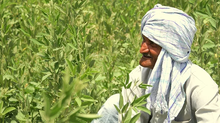 Uttar Pradesh Barren Land Reclamation