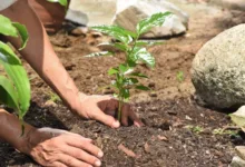 Uttar Pradesh Guinness World Records Plantation