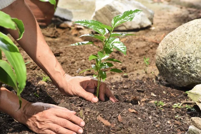 Uttar Pradesh Guinness World Records Plantation