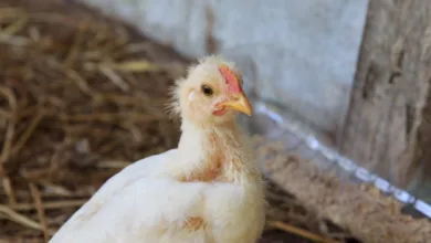 H5 Avian Influenza prevention