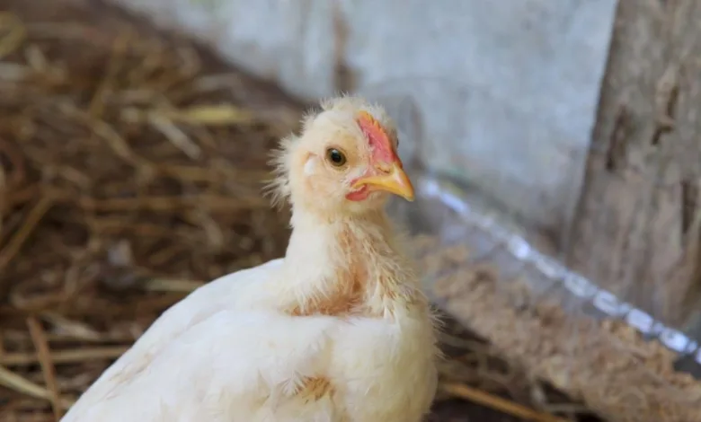 H5 Avian Influenza prevention