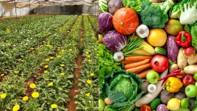 One Block One Crop initiative in UP