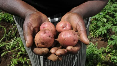 bio-fortified potatoes