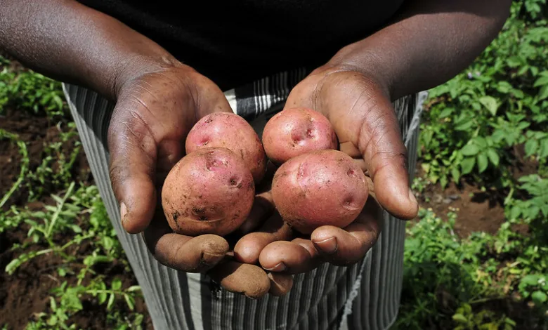 bio-fortified potatoes